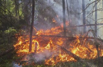 В России предложили ввести уголовную ответственность за поджог леса В России предложили ввести уголовную ответственность за поджог леса
