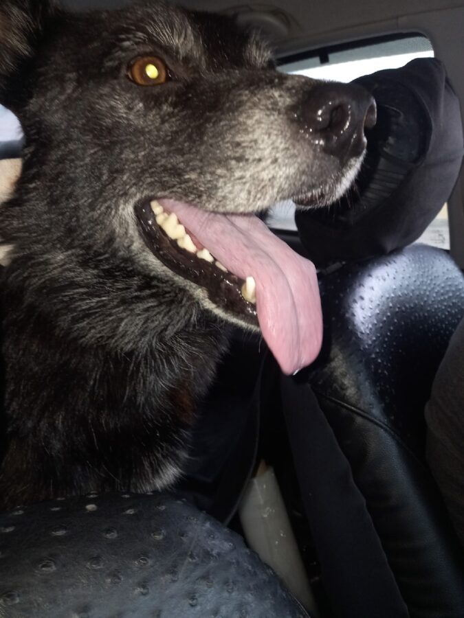 Подстреленный из арбалета пес из Тверской области отправился в столичный приют