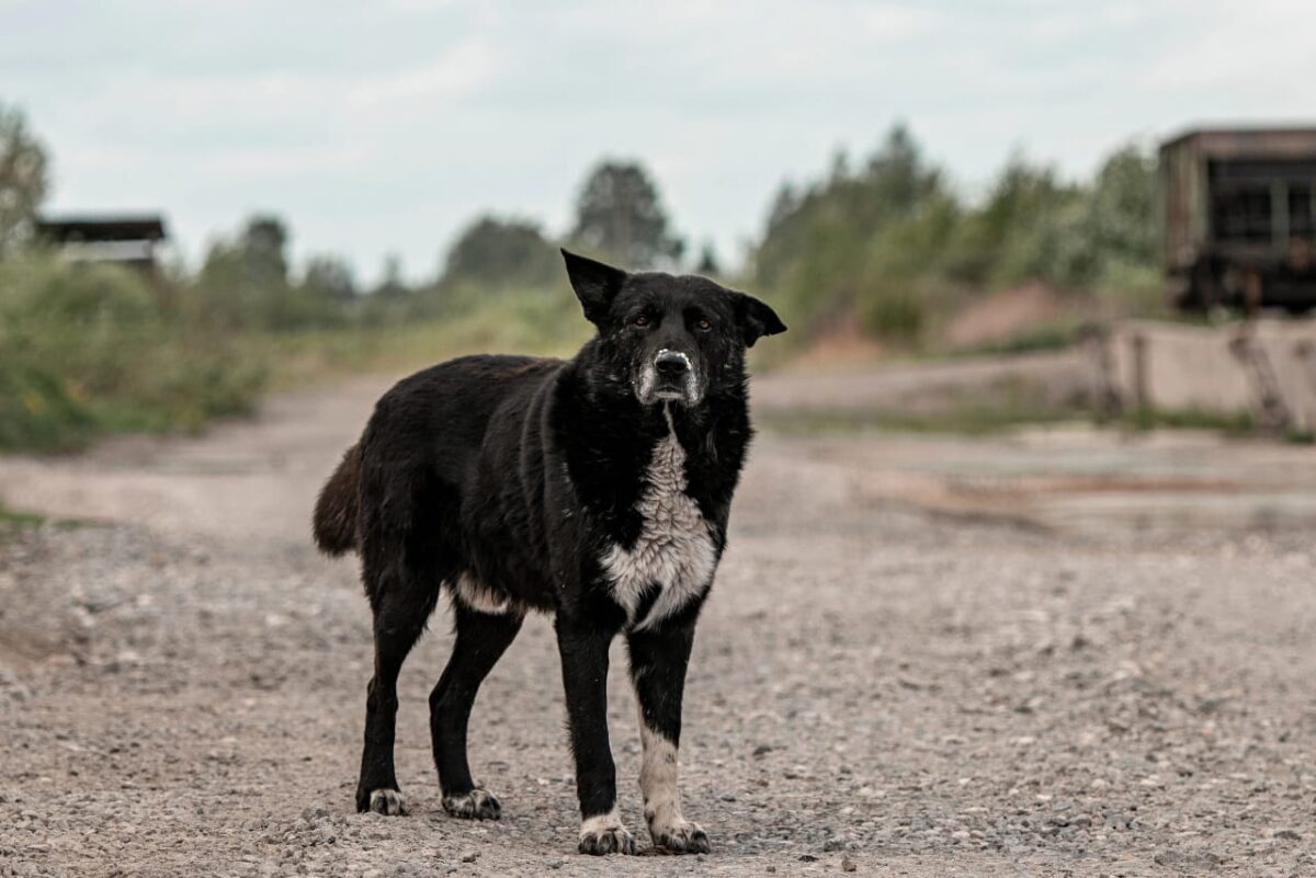 Кот, спасенный из тверского концлагеря, ждет помощи