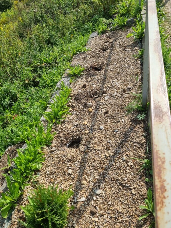 В Тверской области воруют посаженные на аллее к могиле деревья
