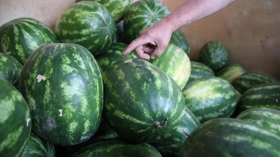 Эксперты рассказали россиянам, как правильно выбирать арбузы и дыни