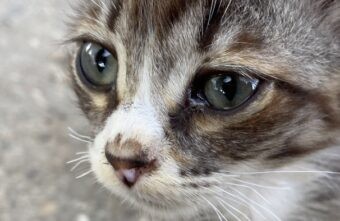 Жителя Тверской области будут судить за жестокое убийство кошки Жителя Тверской области будут судить за жестокое убийство кошки