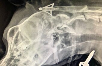 В Тверской области собака, которую подстрелили из арбалета, пошла на поправку