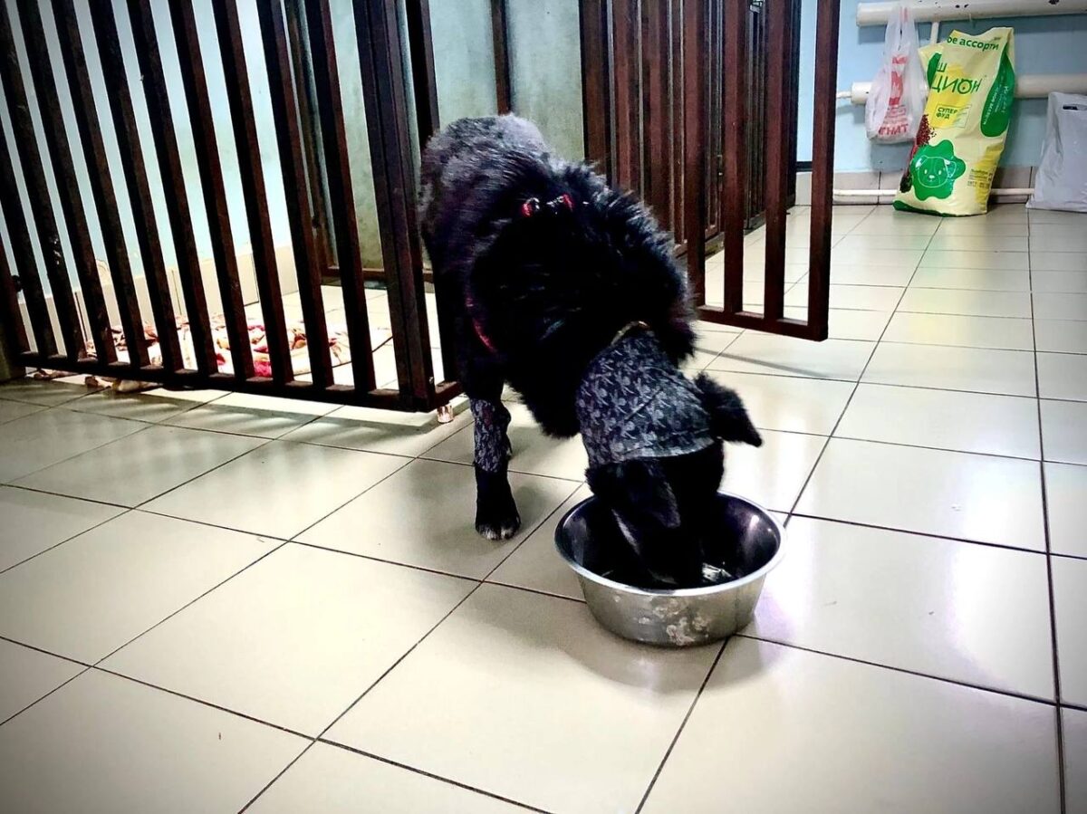 В Тверской области собака, которую подстрелили из арбалета, пошла на поправку