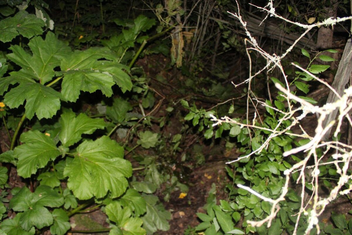 В Тверской области подросток попытался убить 9-летнюю девочку