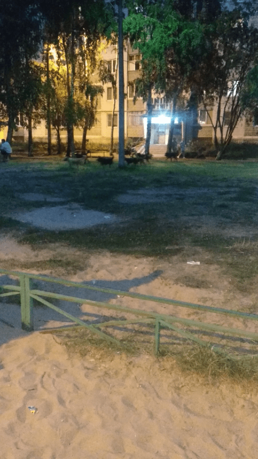 Стая из 10 собак напугала жителей двора в Твери