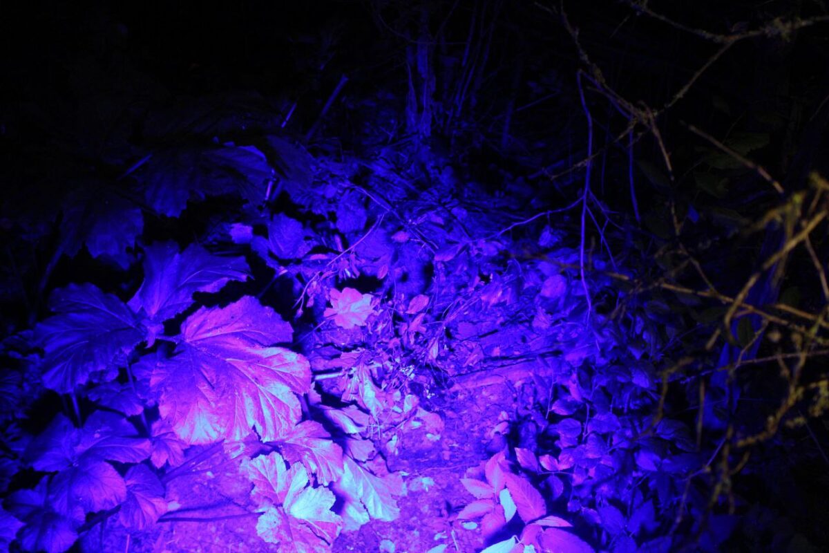 В Тверской области подросток попытался убить 9-летнюю девочку