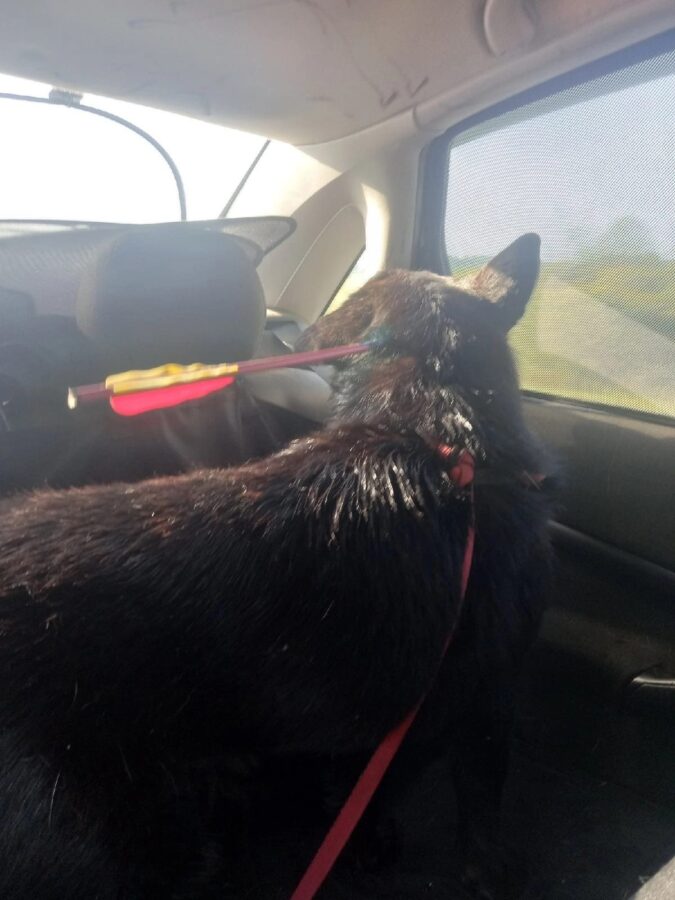 В Тверской области стрелой подстрелили собаку