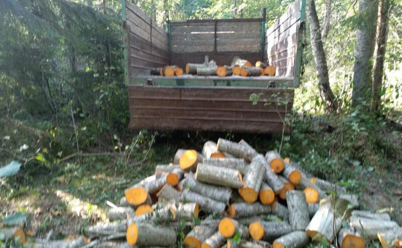 В Тверской области задержали «чёрного» лесоруба