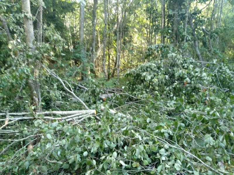 В Тверской области задержали «чёрного» лесоруба
