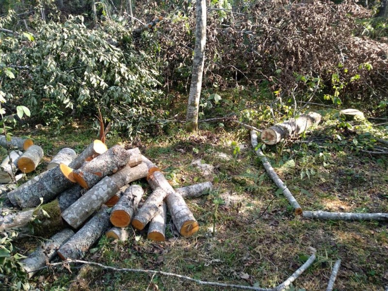 В Тверской области задержали «чёрного» лесоруба