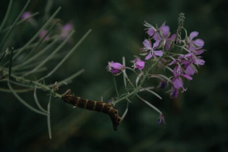 Журналисты РИА Верхневолжье наткнулись на краснокнижного "бражника" в Тверской области Журналисты РИА Верхневолжье наткнулись на краснокнижного "бражника" в Тверской области