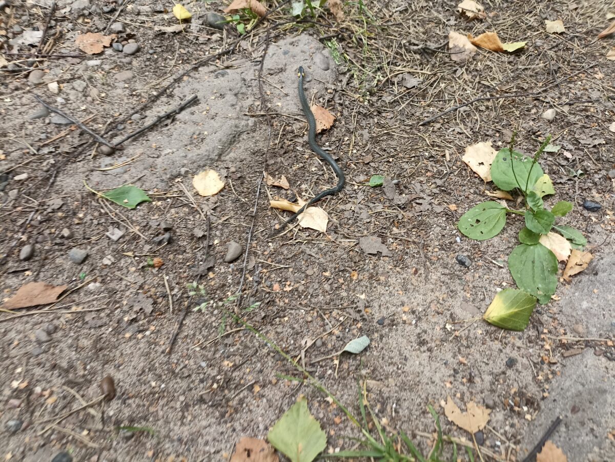 «Паулино»: мрачные тайны заброшенного санатория под Калязином