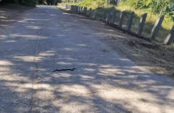 Жители Тверской области встретили гадюку на дороге, где рядом купались дети