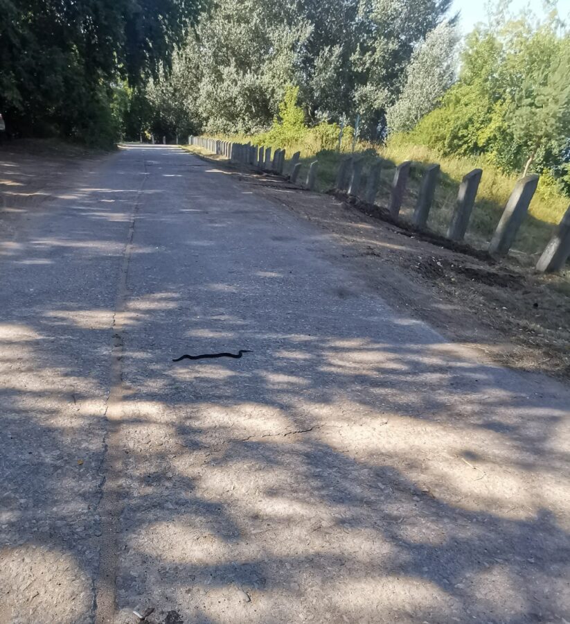 Жители Тверской области встретили гадюку на дороге, где рядом купались дети