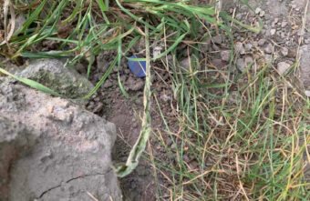 Подозреваемого в сбыте героина задержали в Тверской области Подозреваемого в сбыте героина задержали в Тверской области