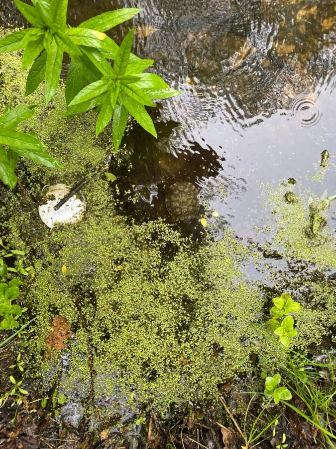 Черепахи в Тверской области начали показываться людям