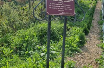 В Тверской области воруют посаженные на аллее к могиле деревья