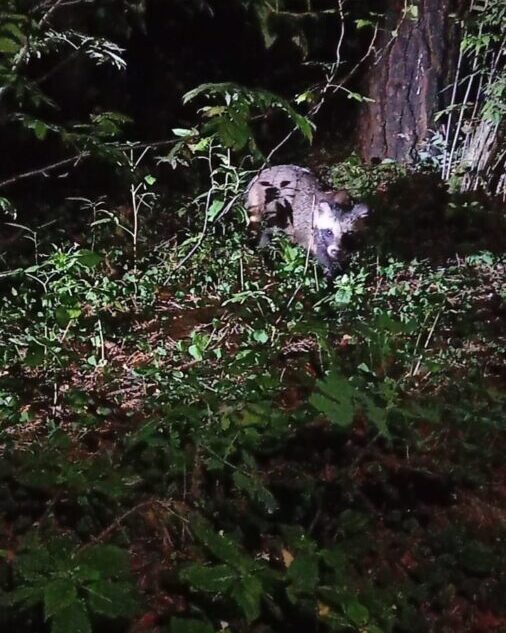 Специалисты подтвердили бешенство у енотовидной собаки, покусавшей туриста в Тверской области