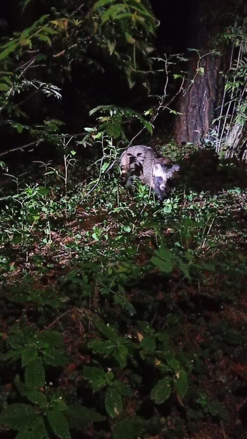 Специалисты подтвердили бешенство у енотовидной собаки, покусавшей туриста в Тверской области