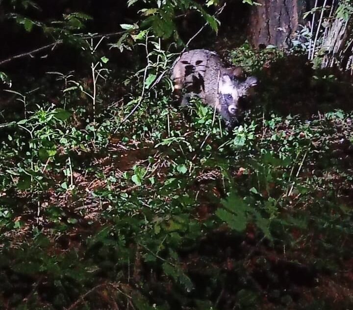 В Тверской области енотовидная собака напала на человека