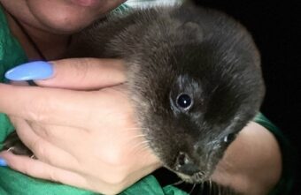 В Тверской области женщина спасла выдрёнка от играющих с ним детей