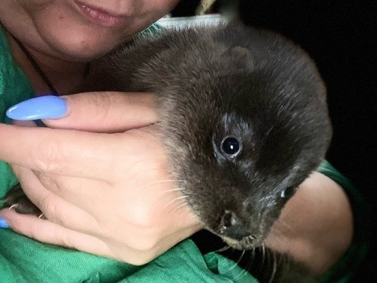 В Тверской области женщина спасла выдрёнка от играющих с ним детей