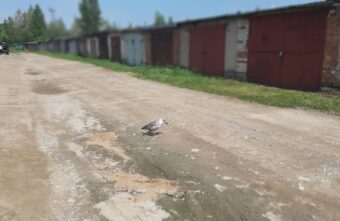 В Тверской области ищут приют для чайки с подбитым крылом В Тверской области ищут приют для чайки с подбитым крылом