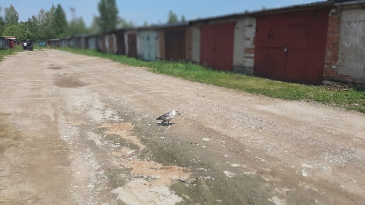 В Тверской области ищут приют для чайки с подбитым крылом В Тверской области ищут приют для чайки с подбитым крылом