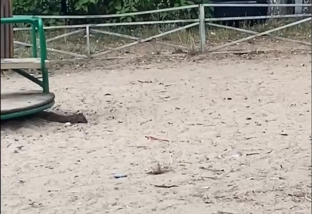 В Твери крысы присвоили детскую площадку