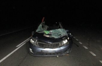 Один погибший, четверо пострадавших: иномарка наехала на лося в Тверской области Один погибший, четверо пострадавших: иномарка наехала на лося в Тверской области