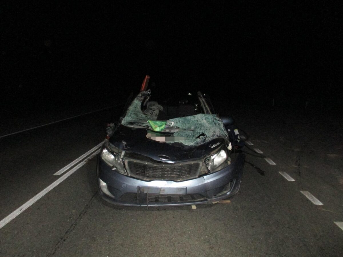 Один погибший, четверо пострадавших: иномарка наехала на лося в Тверской области