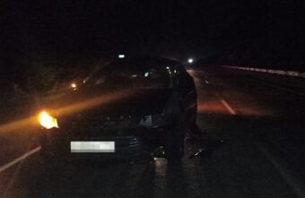 В Тверской области водитель "Тойоты" сбил лося и попал в больницу В Тверской области водитель "Тойоты" сбил лося и попал в больницу