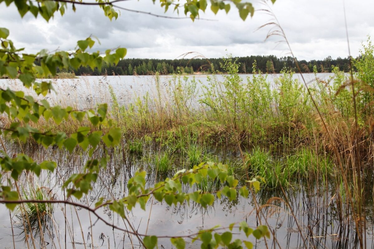 Следователи занялись гибелью мужчины на озере в Тверской области Следователи занялись гибелью мужчины на озере в Тверской области