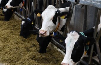 В Тверской области завершаются работы по заготовке кормов