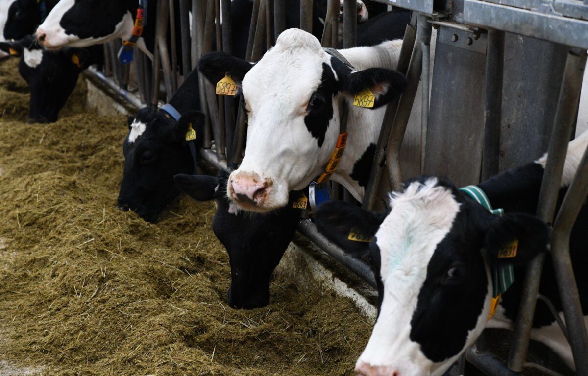 В Тверской области завершаются работы по заготовке кормов