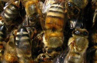 Специалисты нашли клещей варроа в подморе пчел из Конаковского района