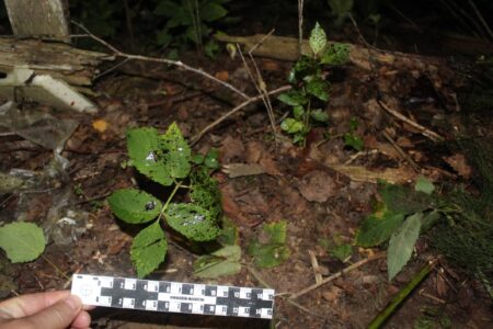 Подросток, избивший девочку в Тверской области, обвиняется в покушении на убийство Подросток, избивший девочку в Тверской области, обвиняется в покушении на убийство