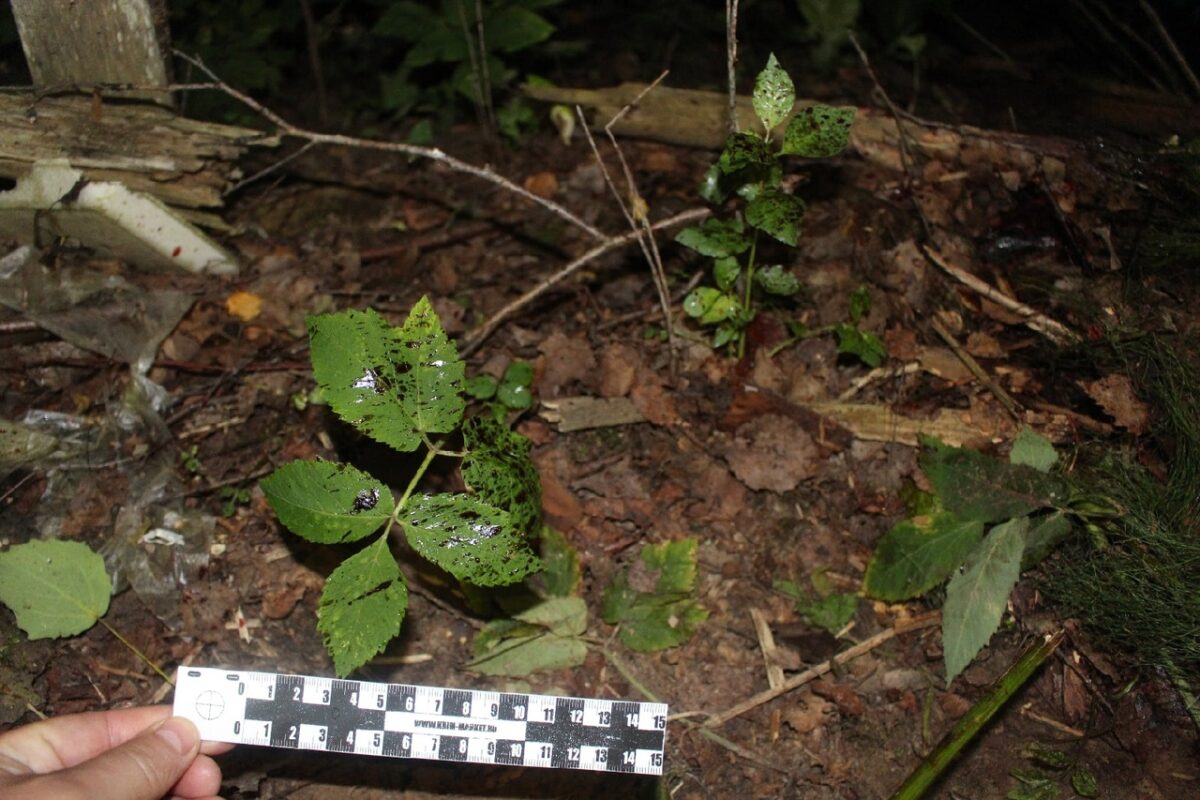 Подросток, избивший девочку в Тверской области, обвиняется в покушении на убийство