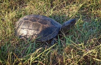 Черепахи в Тверской области начали показываться людям