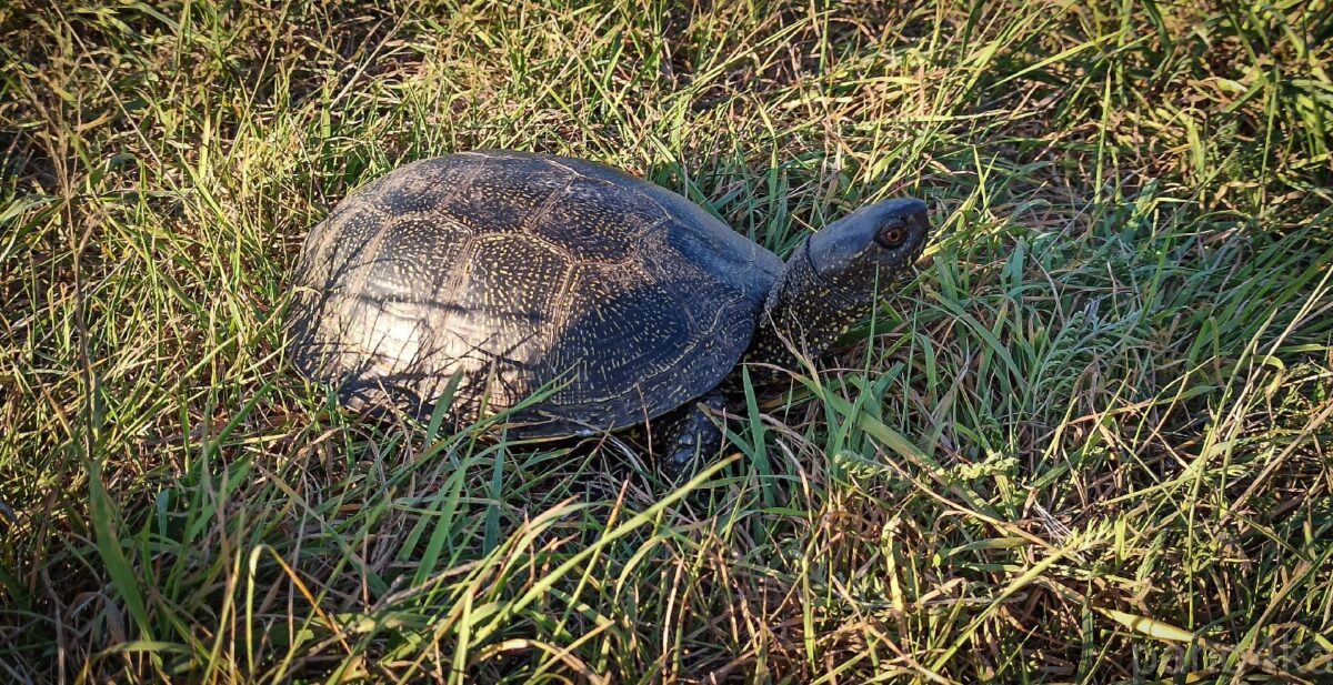 Черепахи в Тверской области начали показываться людям