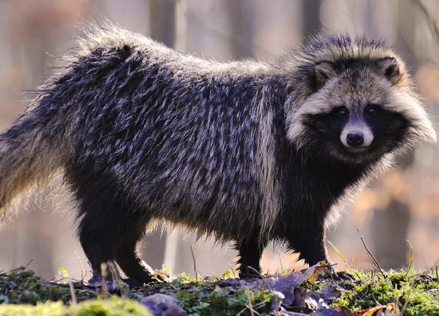 Бешеная енотовидная собака пожаловала в Мсту