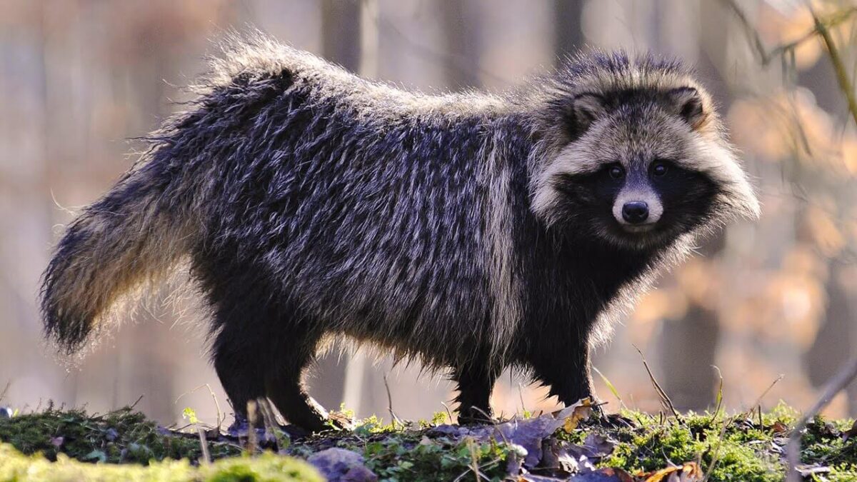 Бешеная енотовидная собака пожаловала в Мсту