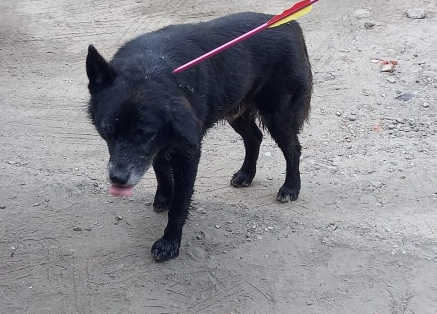 В Тверской области стрелой подстрелили собаку