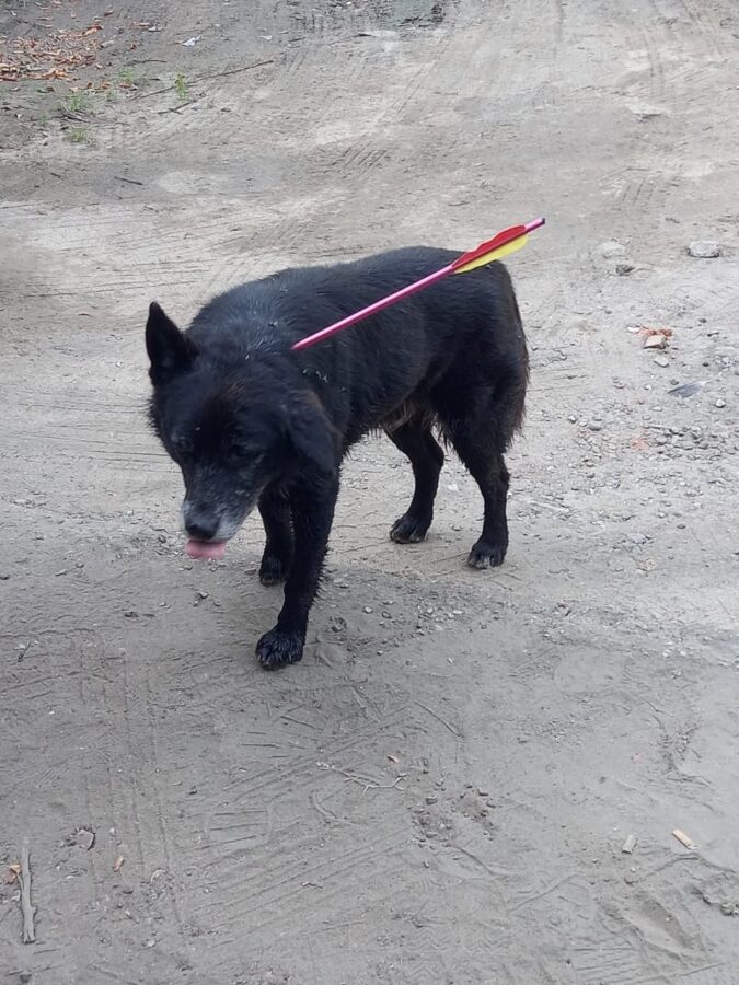 В Тверской области стрелой подстрелили собаку