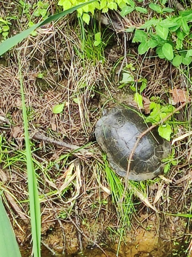 Черепахи в Тверской области начали показываться людям