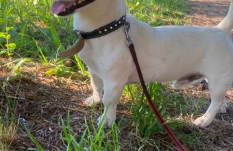 В Твери ищут хозяина для брошенной собаки В Твери ищут хозяина для брошенной собаки