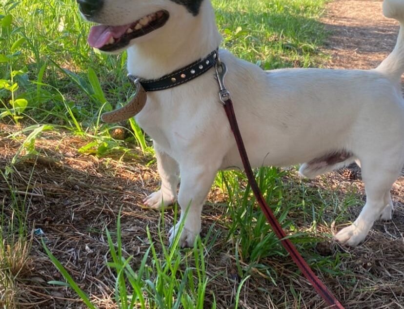 В Твери ищут хозяина для брошенной собаки