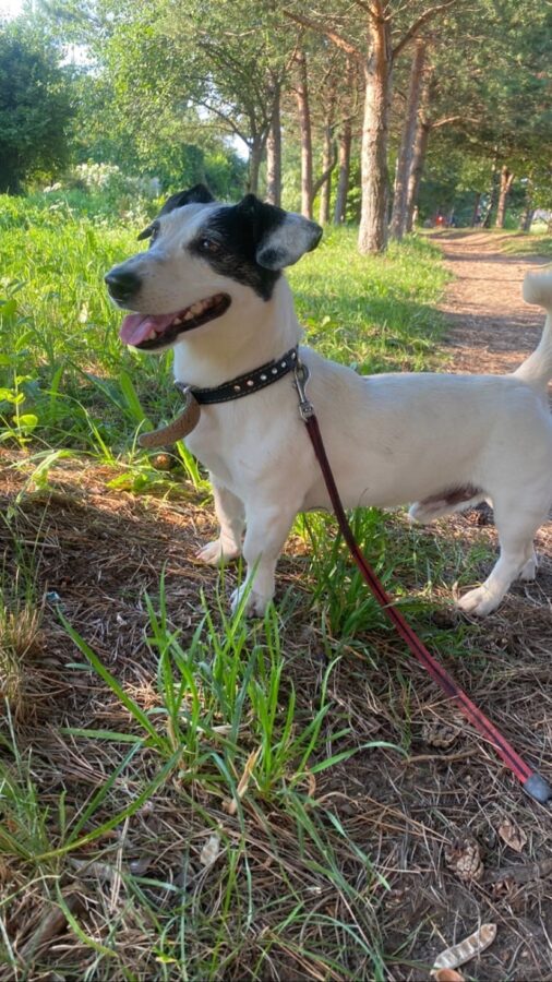 В Твери ищут хозяина для брошенной собаки