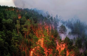 В Тверской области с 20 августа введены ограничения на посещения лесов
